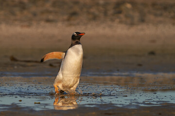 Gentoo Penguin (Pygoscelis papua) walking through a shallow pool of water on the way to the sea on...