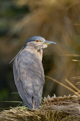 Black-crowned Night-heron (Nycticorax nycticorax falklandicus) on the coast of Bleaker Island in the Falkland Islands.