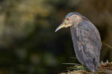 Black-crowned Night-heron (Nycticorax nycticorax falklandicus) on the coast of Bleaker Island in the Falkland Islands.