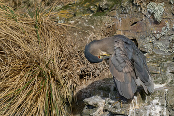 Black-crowned Night-heron (Nycticorax nycticorax falklandicus) preening on the coast of Bleaker...