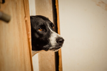 perro aparece por la ventana