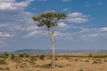 baboons sitting in an umbrella acacia tree in the savannah of kenya 