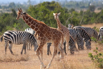 zebra in the savannah