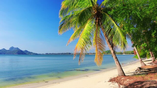 Beautiful coconut palm tree on tropical beach