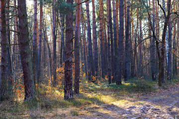 photography of nature and relaxation in the forest