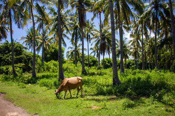 A cow grazing peacefully in a lush tropical coconut grove