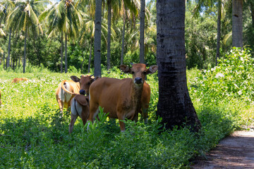 Cows grazing peacefully in a lush, palm-fringed meadow.