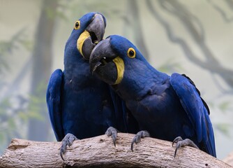 blue and yellow macaw ara © Hana