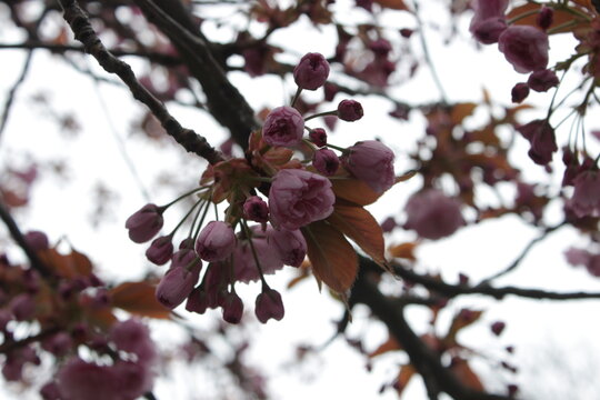 Cherry blossom close-up against the sky