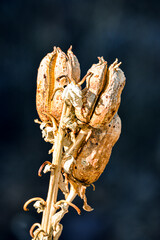 Flora Nativa, Sta Fe, Mexico