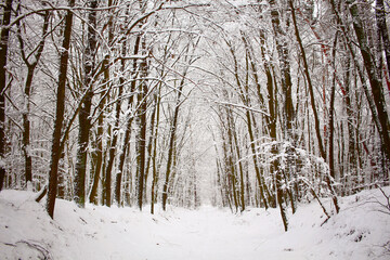 photo of a winter walk in the forest