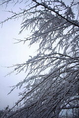 photo of a winter walk in the forest