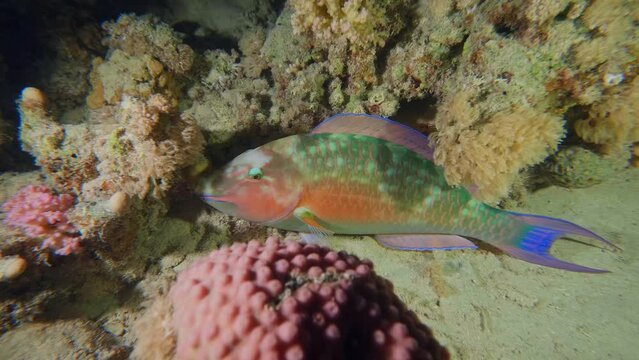 Close up of Palenose Parrotfish (Scarus psittacus) Over coral reefs in ocean bottom.