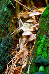 photo of a walk in the forest