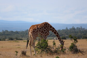 giraffe in the savannah