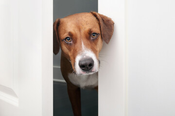 Curious dog staring through open door from bathroom. Cute brown puppy dog checking up on pet owner in room. Funny dog behavior. Dog open door concept. 2 years old, female Harrier mix. Selective focus. - obrazy, fototapety, plakaty