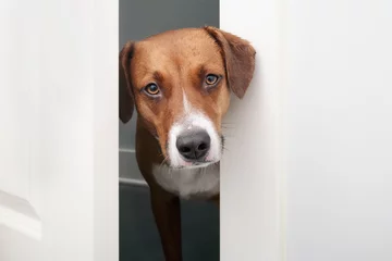 Fototapeten Curious dog staring through open door from bathroom. Cute brown puppy dog checking up on pet owner in room. Funny dog behavior. Dog open door concept. 2 years old, female Harrier mix. Selective focus. © Petra Richli