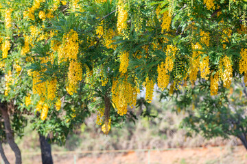 Rare Brazilian cerrado plant with yellow flowers