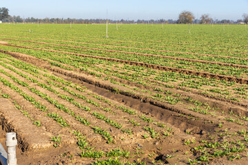 Green Rebirth: Sprinklers in Rows in a Sea of Sprouts.