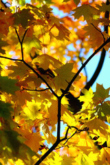 autumn leaves on a tree