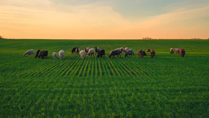 Fototapeten Sheep in the field, winter crops, greenery, horizon, sunset time © ffrinat