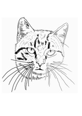 illustration of cat