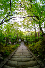 常寂光寺の新緑の美しい境内の風景
