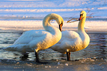 swans on the lake