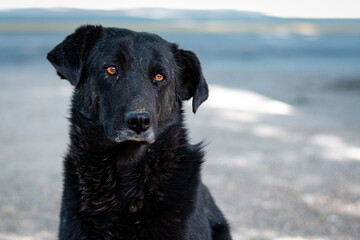 Black street dog