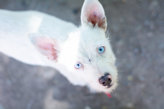 White dog