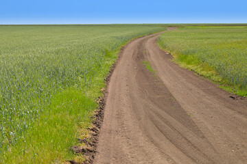 Fototapeta na wymiar A dirt rural road amidst a green field
