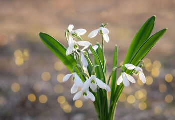 spring nature background. white snowdrop flowers close up on abstract blurred natural backdrop....