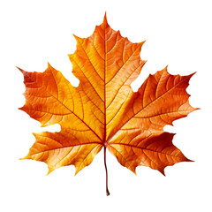 autumn maple leaf isolated on a transparent background