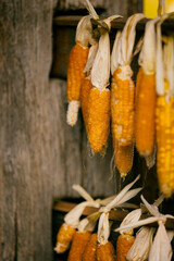 hanging corn cobs, slovenia