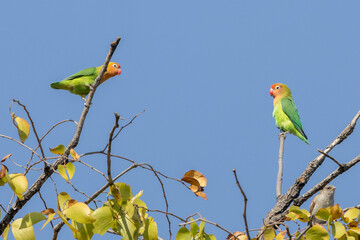 Zwei Erdbeerköpfchen Papageien auf Ästen sitzend vor blauem Himmel