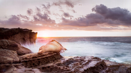 sleeping sea lion on the rocks of La Jolla cove during sunset