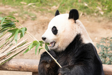 Close up Female Giant Panda in South Korea, Ai Bao