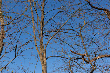 The look of these pretty brown limbs stretching into the sky is quite stunning. The branches with no leaves due to the winter season look like skeletal remains.
