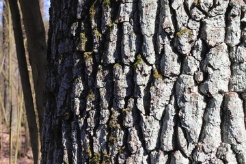 tree texture