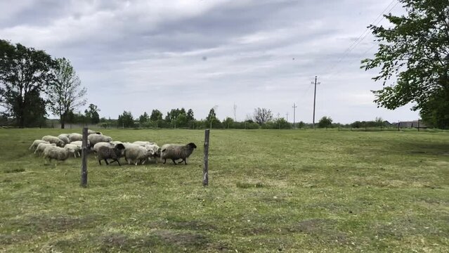 a flock of sheep running in a crowd on the lawn, a herd of borans, farm cattle