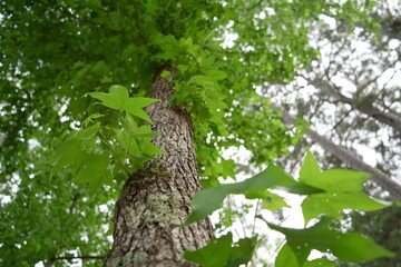 looking up at the trees
