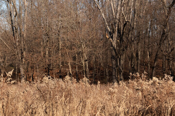 The tall brown grass in this image seems to be swaying in the breeze. The colors gone due to the autumn season. The trees in the background without leaves and have bare branches.