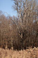 The tall brown grass in this image seems to be swaying in the breeze. The colors gone due to the autumn season. The trees in the background without leaves and have bare branches.