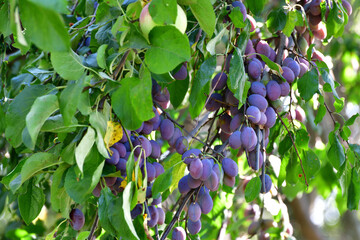 Many ripe plums on a tree branch in the garden