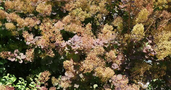 (Cotinus coggygria)  Eurasian smoke tree 'Royal Purple' called wig bush with bee-attracting inflorescence, dark purple-red foliage swaying lightly in the wind