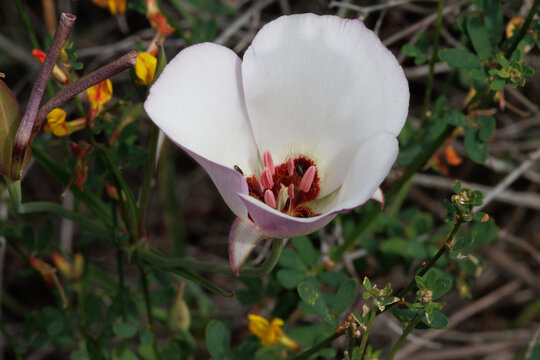 White flowering axillaterminal determinate cyme inflorescence of Calochortus Catalinae, Liliaceae, native perennial monoclinous deciduous herb in the coastal Santa Monica Mountains, Springtime.