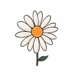 Daisy flat vector illustration. Daisy cartoon hand drawing isolated vector illustration.