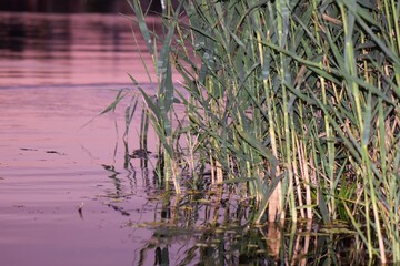 reeds in the water