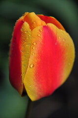 Tulipan, kwiat.