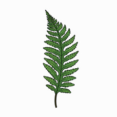 Fern flat vector illustration. Fern cartoon hand drawing isolated vector illustration.